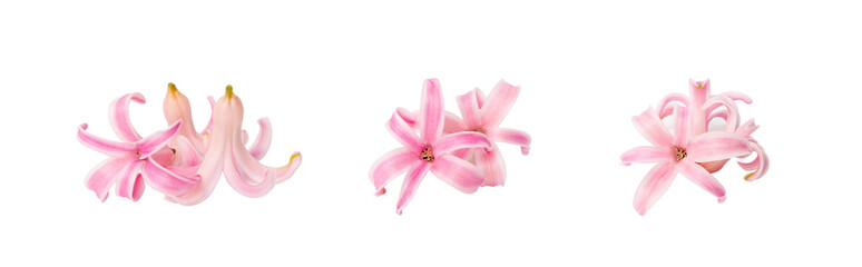 Fototapeta na wymiar Pink Hyacinth Petals Isolated, Small Hyacinth Flowers