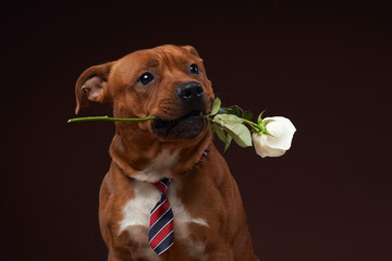 A charming Staffordshire Bull Terrier holds a white rose in its mouth, wearing a striped necktie in...