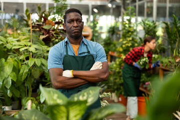 Confident african american hothouse owner engaged in growing of potted ornamental houseplants,...