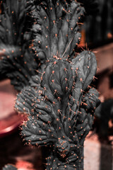 Weird looking cactus detail shots