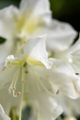 white flower close up