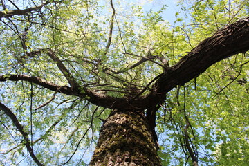 spring tree with green leaves and blue sky and sun, close-up photo from below 