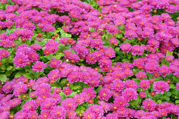 Fresh bright blooming pink korean garden chrysanthemums bushes Cherry lace in autumn garden outside in sunny day. Flower background for greeting card, wallpaper, banner, header.