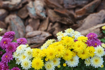 Fresh bright blooming various color chrysanthemums bushes in autumn garden outside in sunny day. Flower background, landscape design , wallpaper, banner, header.