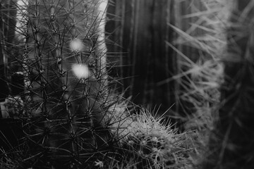 Weird looking cactus detail shots - Powered by Adobe