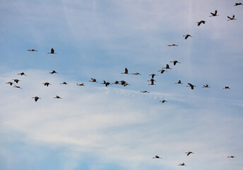 Migration of flock of cranes in the sky