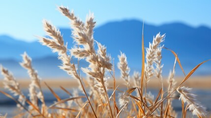 Fototapeta premium golden wheat field