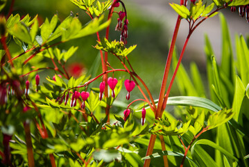 Branch with heart shaped flowers named "Bleeding heart" (lat. Lamprocapnos spectabilis or Dicentra) on sunny spring day