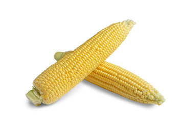 Two peeled fresh yellow ear of corn isolated on white, transparent background. Food ingredient, design element, farm, harvest, agriculture.