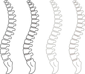 Simple Cartoon Human Spine with and without Vertebrae Discs Clipart Drawing - Colored White