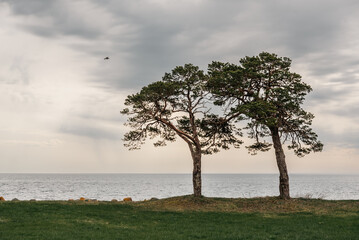 Couple of pine trees are growing in the sea shore on Saaremaa island, Estonia