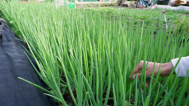 Onion plant from an organic onion bed. A woman picks green feathers of an onion grown in an agricultural field or farm.