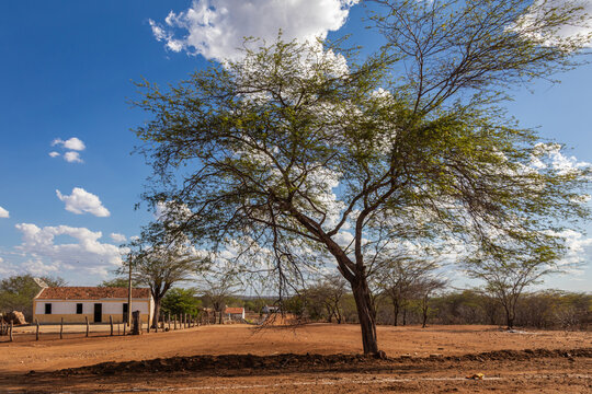 Traditional rustic house with simple architecture located in the Brazilian caatinga biome