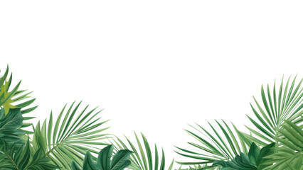 PNG  Palm leaves backgrounds outdoors nature