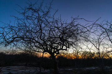 Sunset in a landscape in the caatinga biome with vegetation typical of the rural region with a dry climate in northeastern Brazil