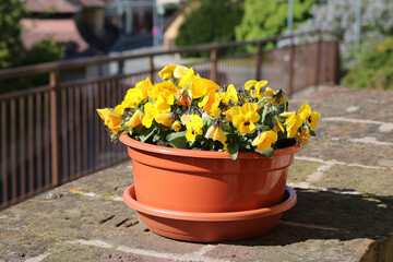 Yellow pansies in a pot built on a stone wall