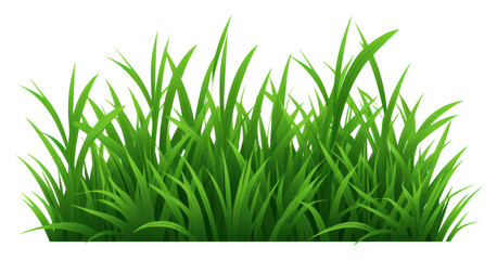 Fototapeta premium PNG Grass green plant lawn