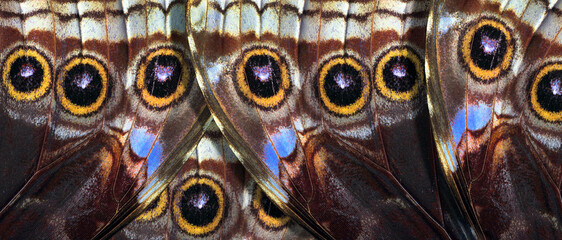 abstract pattern of bright colorful wings of a tropical morpho butterfly. ornament of butterfly wings.