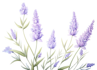 PNG Lavender blossom flower purple.