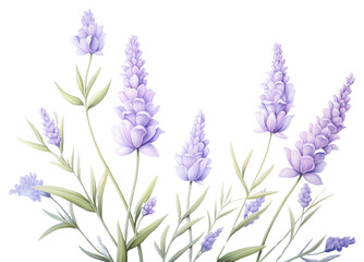 Obraz premium PNG Lavender blossom flower purple.