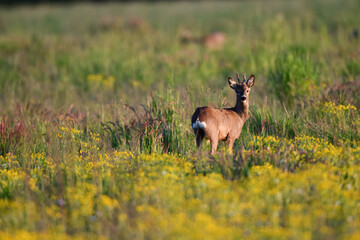 Reh (Damwild Tier) in freier Wildbahn auf der Gras Wiese. Größe zwischen dem kleineren Rehwild und dem größeren Rotwild. Deutschland 2025