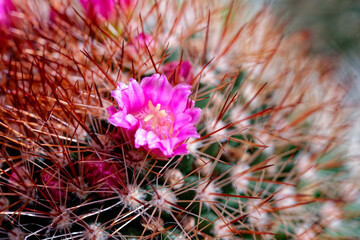 beautiful cactus blossom. Beautiful pink cactus flowers, Beautiful colorful flowers of small...