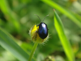 Alder leaf beetle (Agelastica alni) on a creeping buttercup flower bud