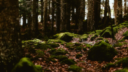 moss on a tree and stone