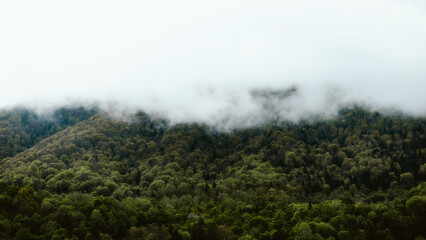 fog in the forest