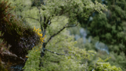 moss on tree