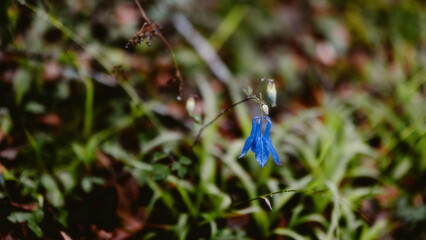 blue dragonfly on a flower