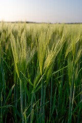 Fresh Morning Dew on Young Green Wheat