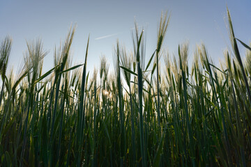 Obraz premium Early Morning Light Shining Through Wheat Field