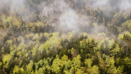 fog in the forest