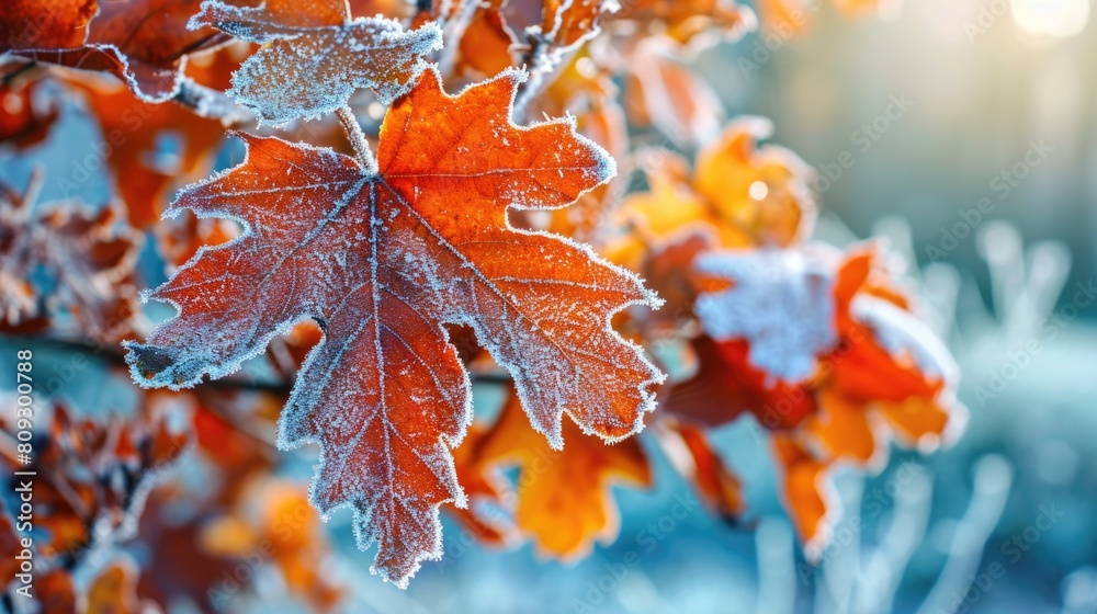 Poster leaf covered in frost and snow