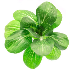 Fresh bok choy or chinese cabbage isolated on white background. Top view.