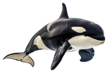 PNG  Orca animal mammal whale.