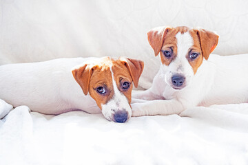 little Jack Russell terrier puppies lie on the sofa next to each other. Caring for puppies