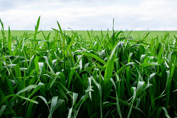 Obraz premium sprouting grain, the edge of agricultural crops