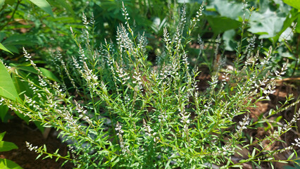 A herbal plant called Root Beer Plant, Island Snake-root, or Milkwort (Polygala paniculata). It's native to several regions, including Southeast Asia. Selective focus image 