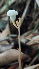 A unique orchid species called crystal bells (Didymoplexis pallens). This species is leafless and...