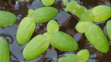 Small floating plant called duckweed (Lemna sp). Close up. Selective focus image