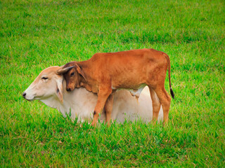 Nurturing Nature: A Vegan Bond. A tender moment between a mother cow and her calf.