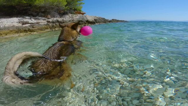 CLOSE UP: Swimming dog grabs a floating pink balloon and brings it back to the beach. Adorable brown doggo enjoys playing with his new found toy on a sunny day at the beautiful Adriatic seaside.