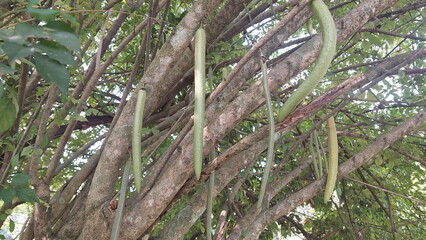 A unique plant called candle tree (Parmentiera cereifera)
