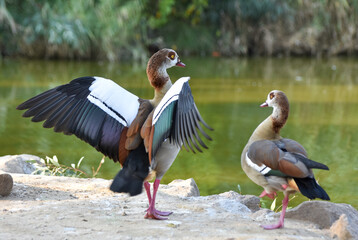 Egyptian goose with open wings standing near a green pond	