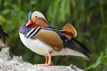 Male mandarin duck standing on wood