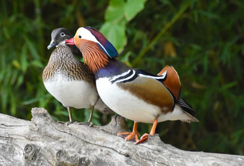 Male and female mandarin duck standing on wood