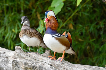 Male and female mandarin duck standing on wood