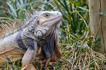 Iguana in profile